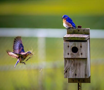 Nichoir à Oiseau Guide Dachat 2019 Et Test Des